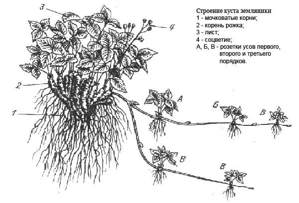 Как посадить клубнику осенью с усами