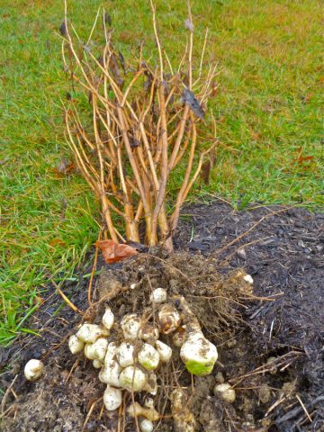 Как посадить топинамбур осенью