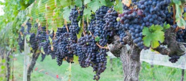 Как посадить виноград на осеннюю рассаду