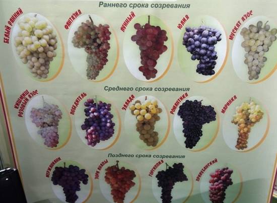 Как посадить виноград на осеннюю рассаду