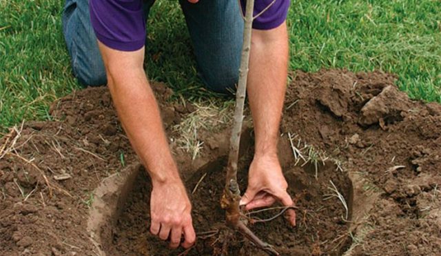 Как посадить вишню осенью: пошаговая инструкция и видео