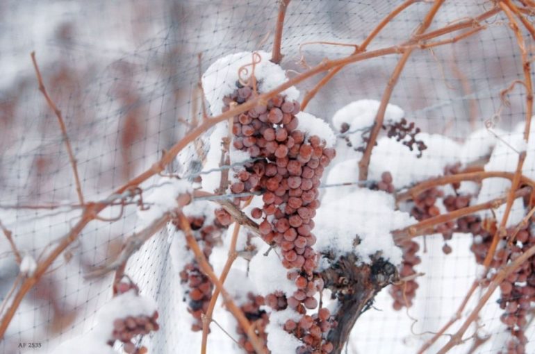 Чем укрыть виноград на зиму: основные правила и рекомендации