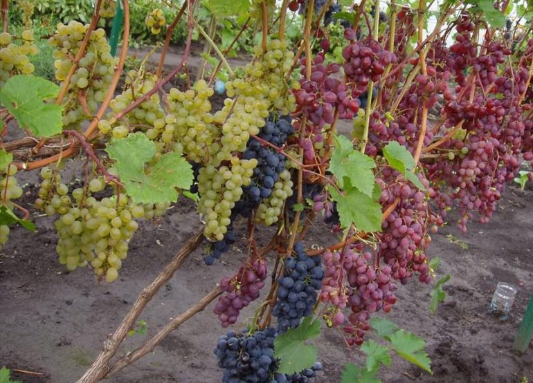 Чем укрыть виноград на зиму: основные правила и рекомендации