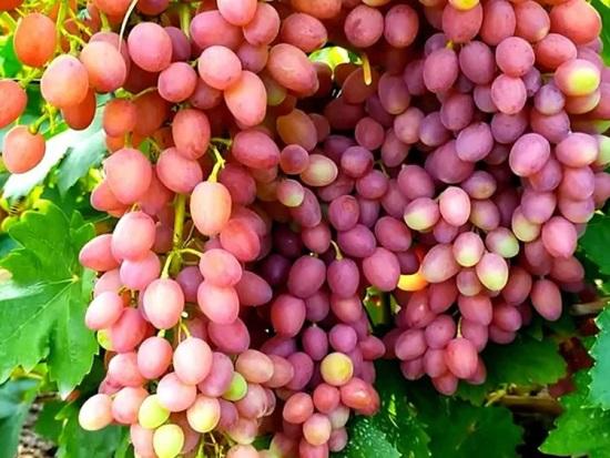 Как выбрать хороший виноград для посадки: основные критерии, сорта из каталога сайта «Виноград-sort.ru»
