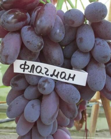 Как выбрать хороший виноград для посадки: основные критерии, сорта из каталога сайта «Виноград-sort.ru»