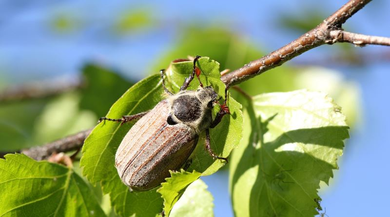 Как выглядит личинка майского жука и другие интересные факты о насекомом