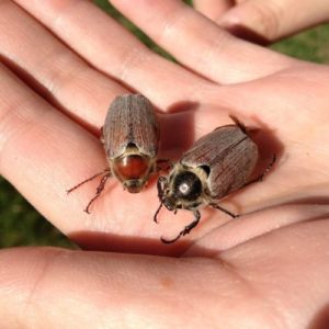 Как выглядит личинка майского жука и другие интересные факты о насекомом