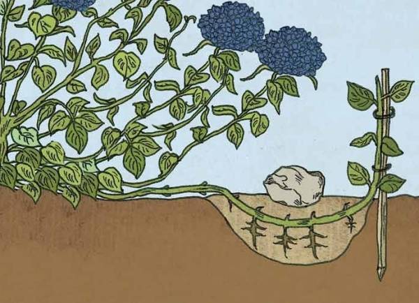Как выращивать гортензии в Сибири