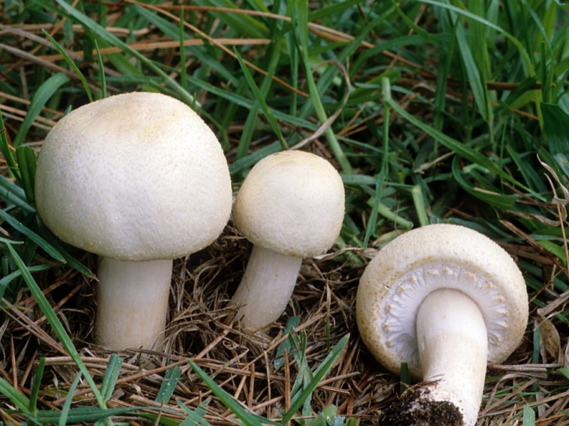Как вырастить грибы дома: важные правила и советы