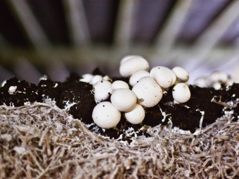 Как вырастить грибы дома: важные правила и советы