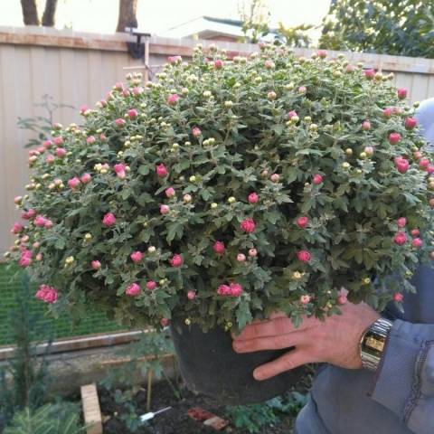 Как вырастить шаровидные хризантемы