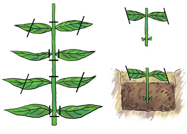 Как вырастить мяту на подоконнике: домашние сорта, посадка и уход