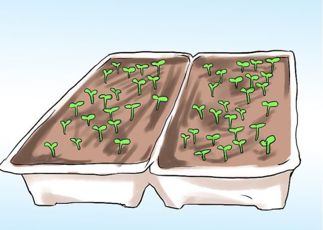 Как вырастить мяту на подоконнике: домашние сорта, посадка и уход