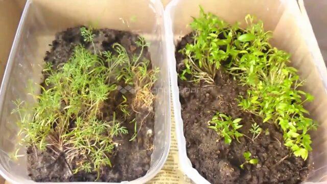 Как вырастить укроп на балконе из семян для начинающих: пошаговая инструкция