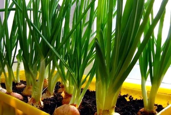 Как вырастить зеленый лук в домашних условиях