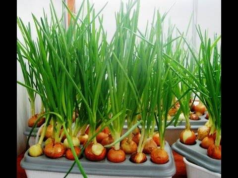 Как вырастить зеленый лук в домашних условиях