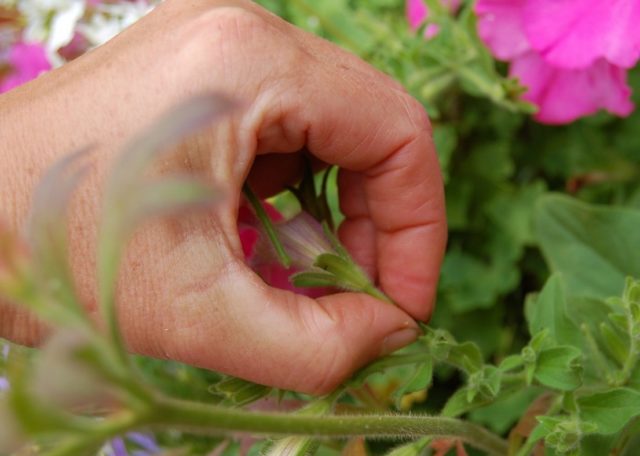 Как заставить петунию цвести