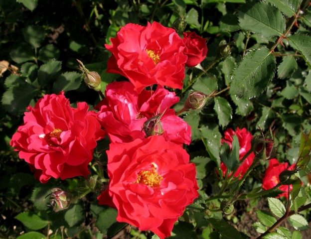 Канадская парковая роза Джона Франклина (John Franklin): фото и описание, отзывы