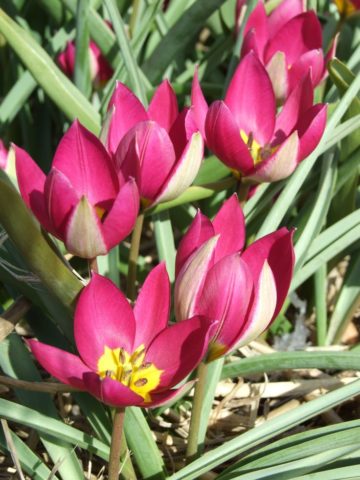 Карликовый тюльпан: в Красной книге или нет, описание, посадка и уход