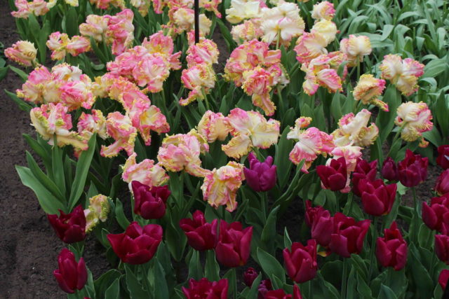 Карликовый тюльпан: в Красной книге или нет, описание, посадка и уход