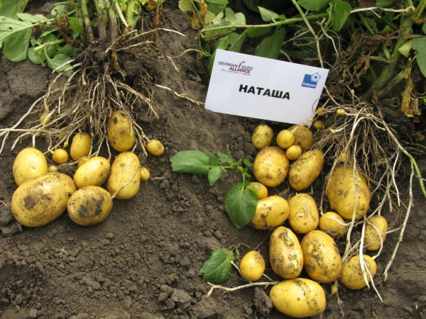 Картошка Наташа. Описание сорта, фото, отзывы