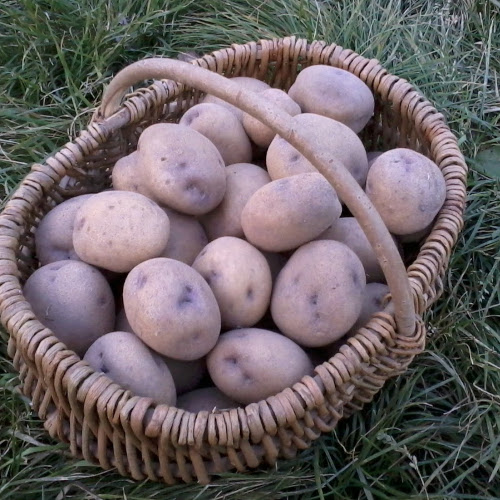 Синеглазка картофеля. Описание сорта, фото, отзывы