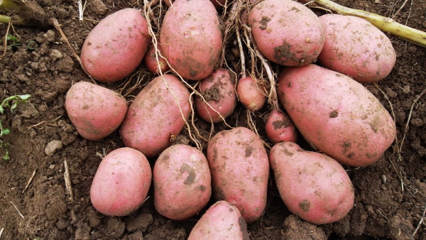 Розовый картофель. Описание сорта, фото, отзывы