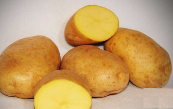 Картофель сорт Латона. Описание сорта, фото, отзывы