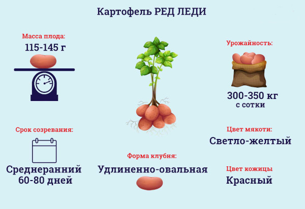 Variedad de patata Red Lady. Descripción de la variedad, fotos, reseñas