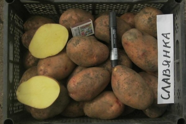 Сорт картофеля Славянка. Описание сорта, фото, отзывы