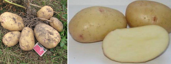 Гигантский картофель. Описание сорта, фото, отзывы