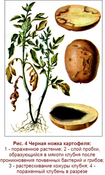 Гигантский картофель. Описание сорта, фото, отзывы