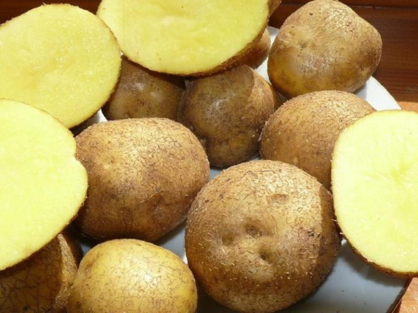 Венецианский картофель. Описание сорта, фото, отзывы