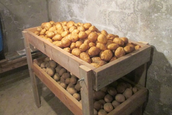 Жуковский картофель. Описание сорта, фото, отзывы