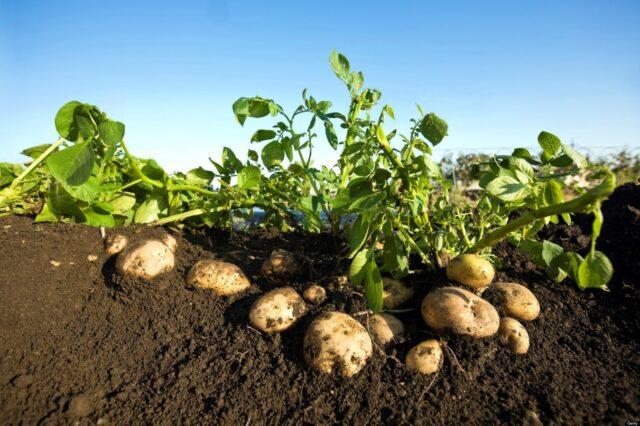 Китайский способ выращивания картофеля