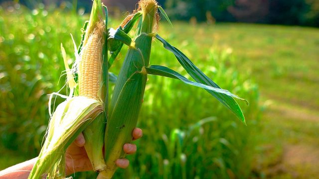 Когда и как сажать семена кукурузы в открытый грунт