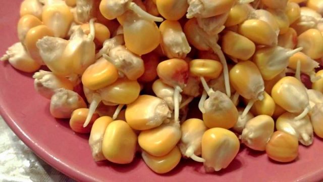 Когда и как сажать семена кукурузы в открытый грунт
