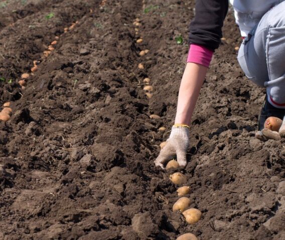Когда сажать картошку в Сибири в 2022 году: по лунному календарю, в мае