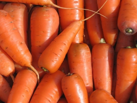 Когда сажать морковь под зиму