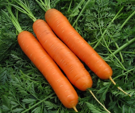 Когда сажать морковь под зиму
