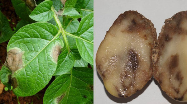 Сорт картофеля Коломбо. Отзывы, описание сорта, фото