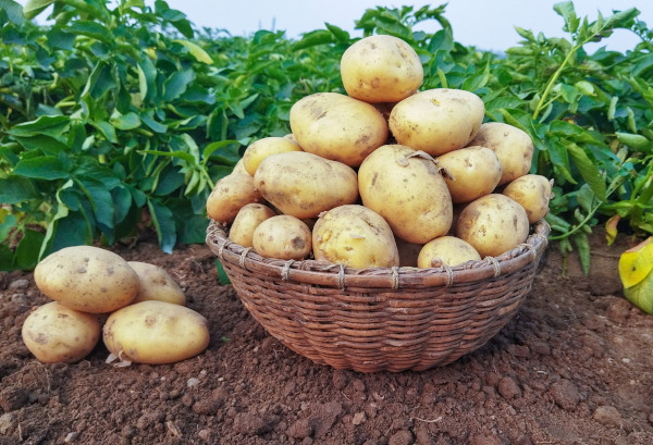 Сорт картофеля Коломбо. Отзывы, описание сорта, фото
