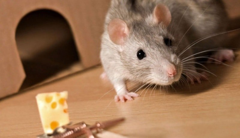 Крыса в доме: как избавиться от нежданного гостя или 4 смертельных ловушки для грызунов