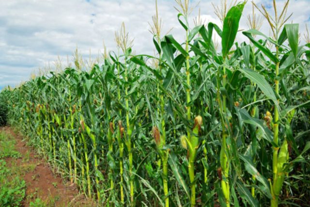 Кукуруза на Урале и в Сибири: выращивание в открытом грунте на даче