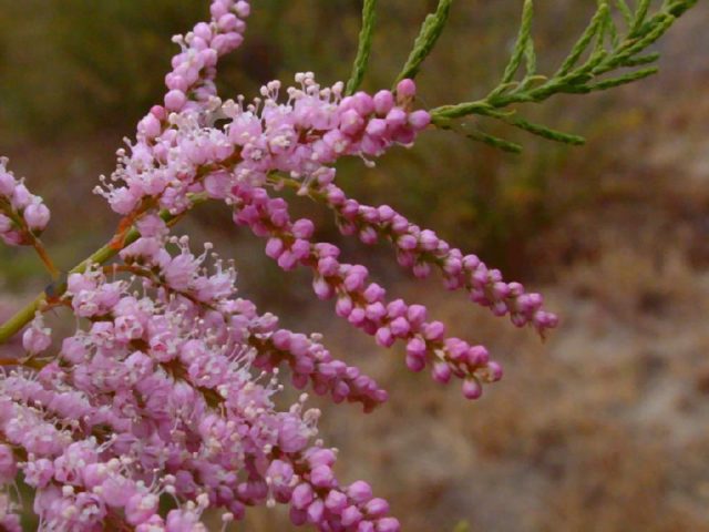 Тамарикс кустарниковый (тамарикс, жемчужница): посадка и уход, фотосъемка, размножение, цветение, выращивание, лечебные свойства