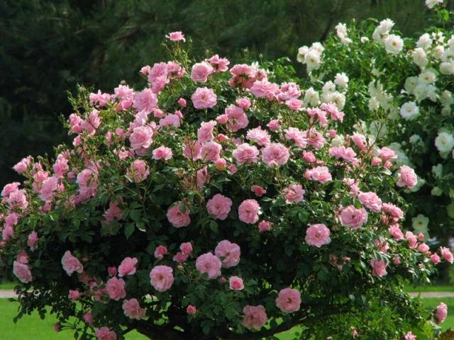 Кустовые розы: уход и выращивание, размножение