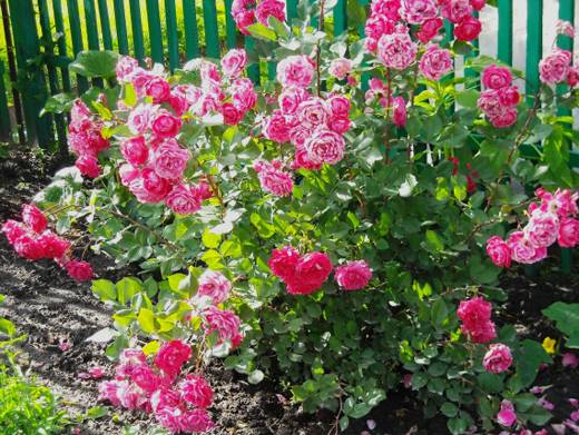 Кустовые розы: уход и выращивание, размножение