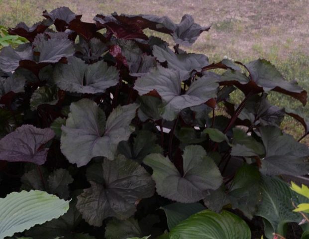 Ligularia serratata Black Purple: выращивание в открытом грунте