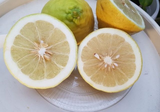 Юбилейный Лимон: отзывы + фото