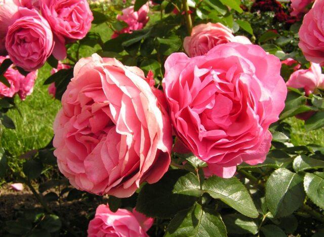 Лучшие сорта парковых роз для Подмосковья: фото с названиями, отзывы